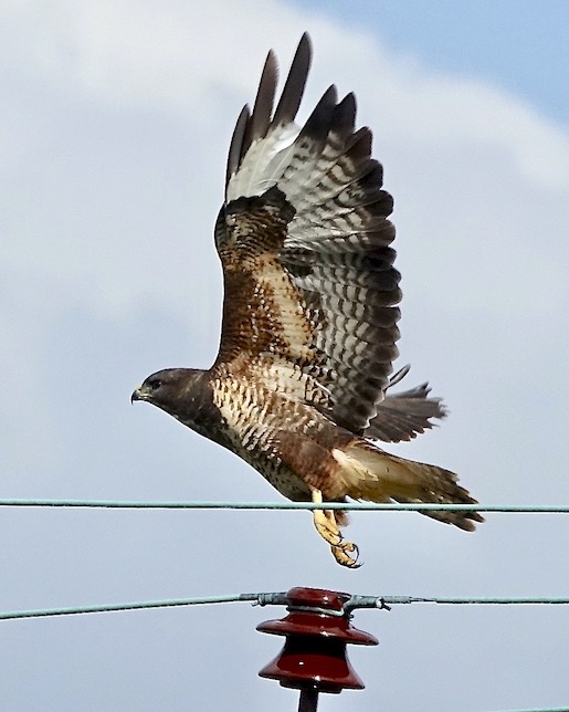 buzzard